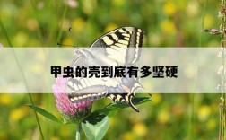 甲蟲的殼到底有多堅硬
