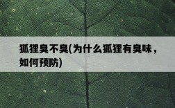 狐貍臭不臭，為什么狐貍有臭味，如何預防