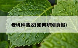 老坑種翡翠，如何辨別真假