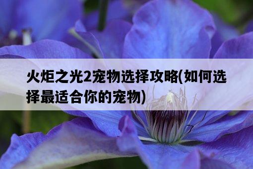 火炬之光2寵物選擇攻略，如何選擇最適合你的寵物-圖1