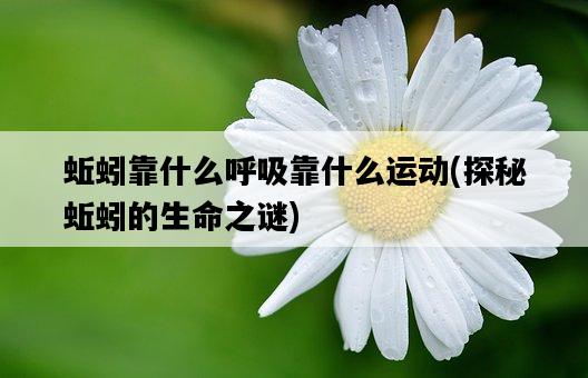 蚯蚓靠什么呼吸靠什么運動，探秘蚯蚓的生命之謎-圖1