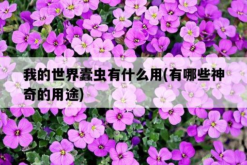 我的世界蠹蟲有什么用，有哪些神奇的用途-圖1