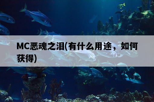 MC惡魂之淚，有什么用途，如何獲得-圖1