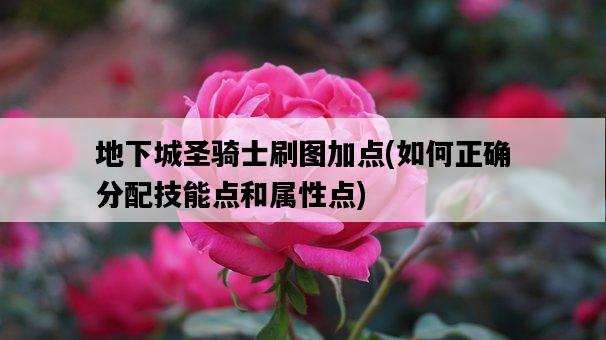 地下城圣騎士刷圖加點，如何正確分配技能點和屬性點-圖1