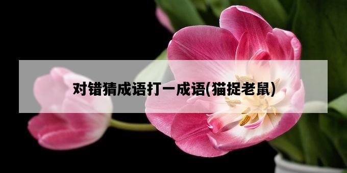 對錯猜成語打一成語，貓捉老鼠-圖1