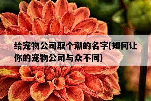 給寵物公司取個潮的名字，如何讓你的寵物公司與眾不同-圖1
