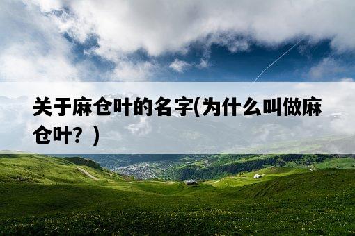 關于麻倉葉的名字，為什么叫做麻倉葉？-圖1