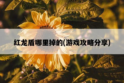 紅龍盾哪里掉的，游戲攻略分享-圖1
