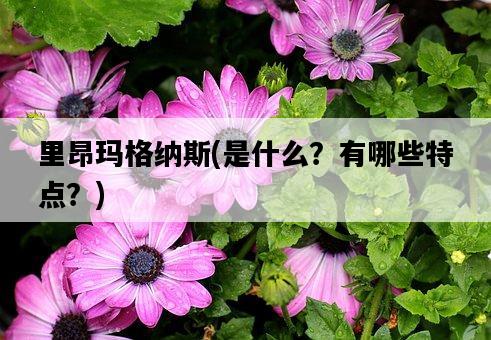 里昂瑪格納斯，是什么？有哪些特點？-圖1
