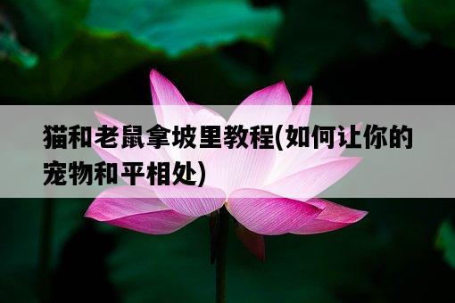 貓和老鼠拿坡里教程，如何讓你的寵物和平相處-圖1