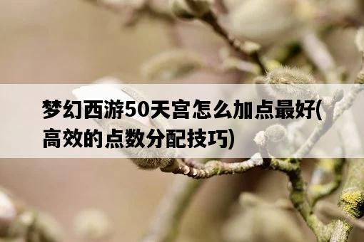 夢幻西游50天宮怎么加點最好，高效的點數分配技巧-圖1
