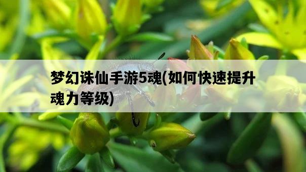 夢幻誅仙手游5魂，如何快速提升魂力等級-圖1