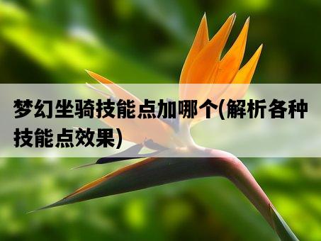 夢幻坐騎技能點加哪個，解析各種技能點效果-圖1
