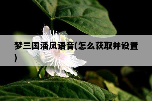 夢三國潘鳳語音，怎么獲取并設置-圖1