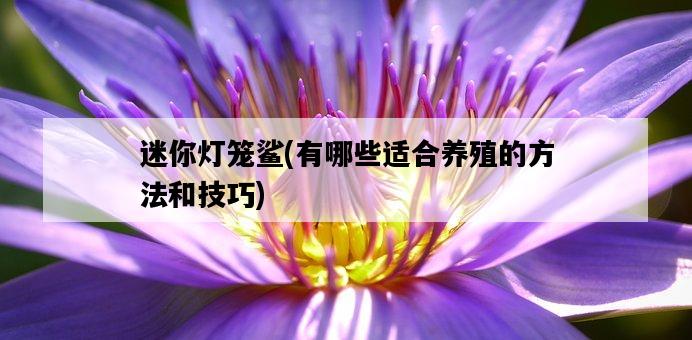 迷你燈籠鯊，有哪些適合養殖的方法和技巧-圖1