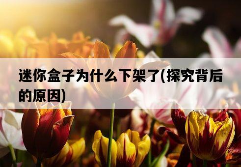 迷你盒子為什么下架了，探究背后的原因-圖1