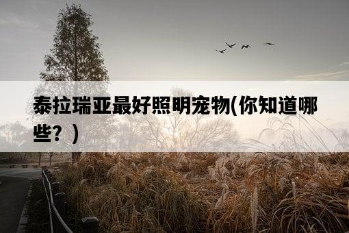 泰拉瑞亞最好照明寵物，你知道哪些？-圖1