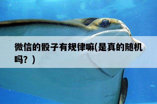 微信的骰子有規律嘛，是真的隨機嗎？-圖1