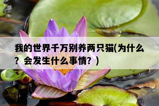 我的世界千萬別養兩只貓，為什么？會發生什么事情？-圖1