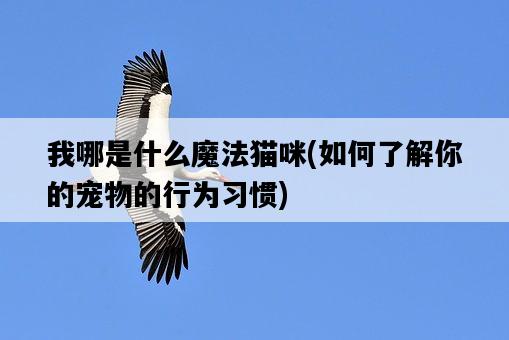 我哪是什么魔法貓咪，如何了解你的寵物的行為習慣-圖1