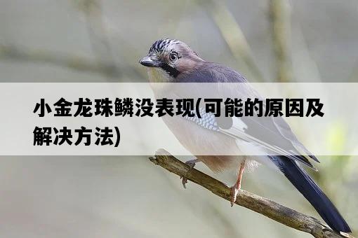 小金龍珠鱗沒表現，可能的原因及解決方法-圖1