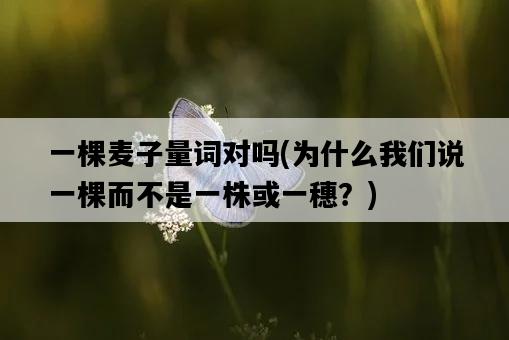 一棵麥子量詞對嗎，為什么我們說一棵而不是一株或一穗？-圖1