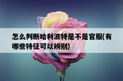 怎么判斷哈利波特是不是官服，有哪些特征可以辨別-圖1