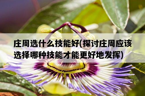 莊周選什么技能好，探討莊周應該選擇哪種技能才能更好地發揮-圖1