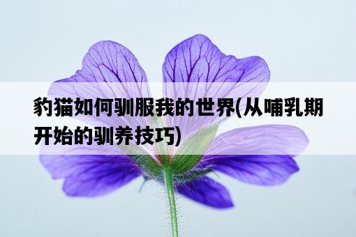 豹貓如何馴服我的世界，從哺乳期開始的馴養技巧-圖1