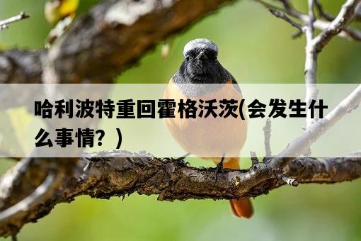 哈利波特重回霍格沃茨，會發生什么事情？-圖1