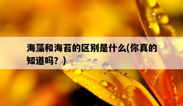 海藻和海苔的區別是什么，你真的知道嗎？-圖1