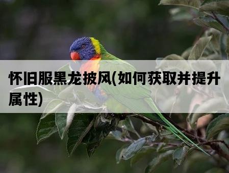 懷舊服黑龍披風，如何獲取并提升屬性-圖1