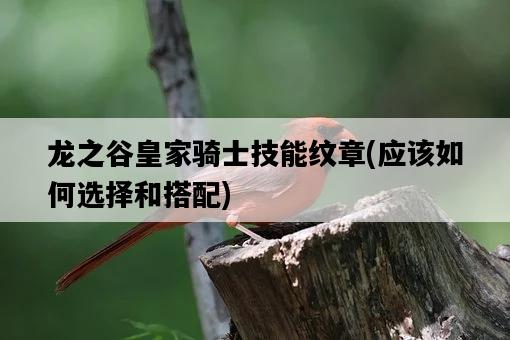 龍之谷皇家騎士技能紋章，應該如何選擇和搭配-圖1