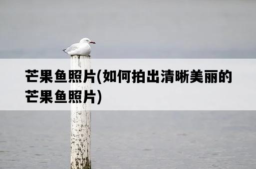 芒果魚照片，如何拍出清晰美麗的芒果魚照片-圖1