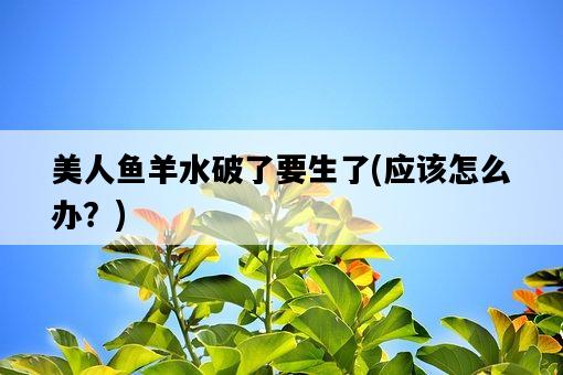 美人魚羊水破了要生了，應該怎么辦？-圖1