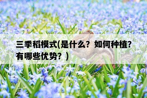 三季稻模式，是什么？如何種植？有哪些優勢？-圖1