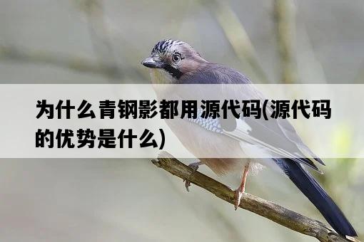 為什么青鋼影都用源代碼，源代碼的優勢是什么-圖1