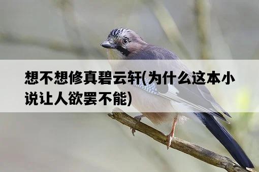 想不想修真碧云軒，為什么這本小說讓人欲罷不能-圖1