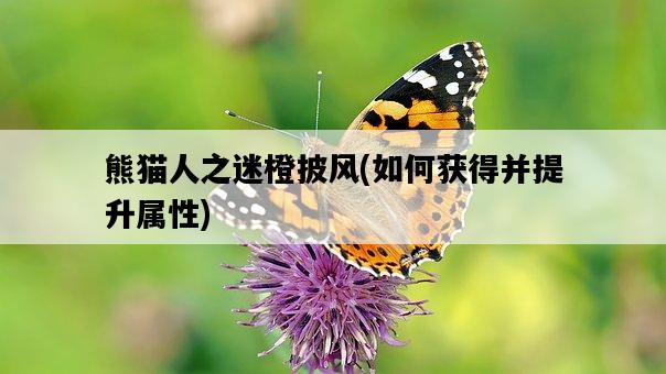 熊貓人之迷橙披風，如何獲得并提升屬性-圖1
