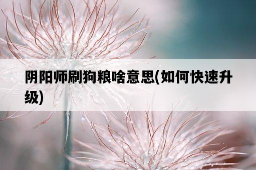陰陽師刷狗糧啥意思，如何快速升級-圖1