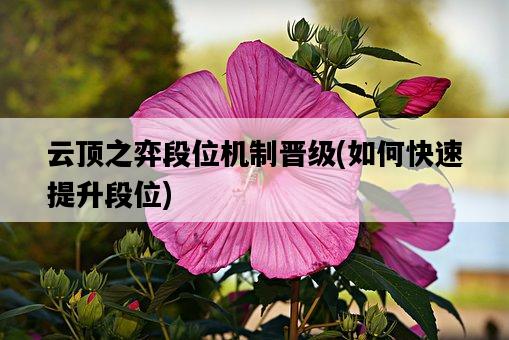 云頂之弈段位機制晉級，如何快速提升段位-圖1