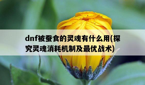 dnf被蠶食的靈魂有什么用，探究靈魂消耗機制及最優戰術-圖1