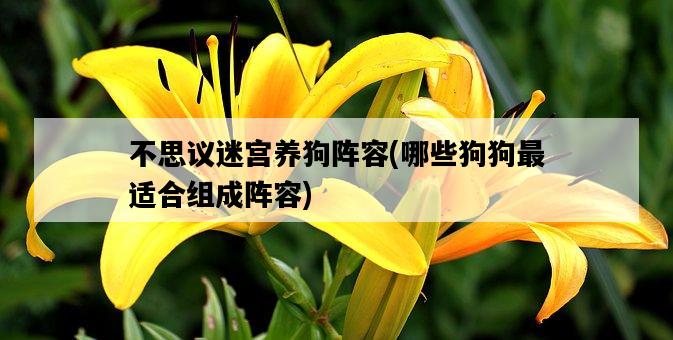 不思議迷宮養狗陣容，哪些狗狗最適合組成陣容-圖1