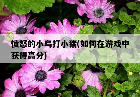 憤怒的小鳥打小豬，如何在游戲中獲得高分-圖1