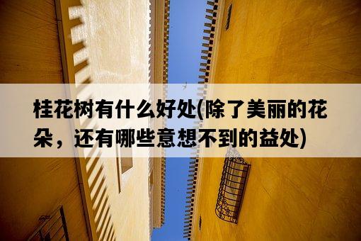 桂花樹有什么好處，除了美麗的花朵，還有哪些意想不到的益處-圖1
