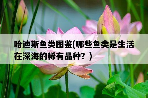 哈迪斯魚類圖鑒，哪些魚類是生活在深海的稀有品種？-圖1