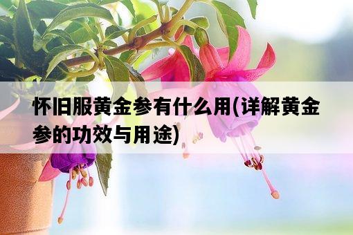 懷舊服黃金參有什么用，詳解黃金參的功效與用途-圖1