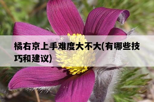 橘右京上手難度大不大，有哪些技巧和建議-圖1