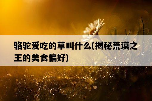 駱駝愛吃的草叫什么，揭秘荒漠之王的美食偏好-圖1