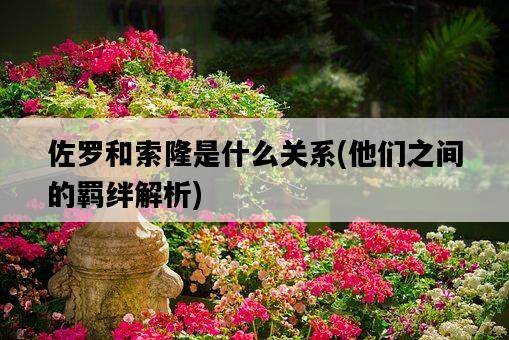 佐羅和索隆是什么關系，他們之間的羈絆解析-圖1